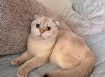 Snowman - Scottish Fold Kitten For Sale - 