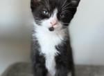 Tux - Domestic Kitten For Sale - Beaverton, OR, US