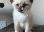 Kit - Siamese Kitten For Sale - Beaverton, OR, US