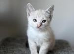 Zoe - Siamese Kitten For Sale - Beaverton, OR, US