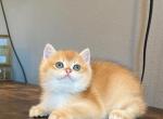 Bruno - British Shorthair Kitten For Sale - 