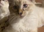 Toby - Balinese Kitten For Sale - Branson, MO, US