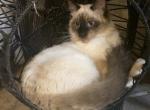 Harley - Balinese Kitten For Sale - Branson, MO, US