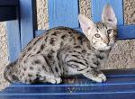 The Halloween Babies - Savannah Kitten For Sale - Las Vegas, NV, US