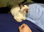 Theo - Siamese Kitten For Sale - 