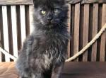 Sofi - Maine Coon Kitten For Sale - Virginia Beach, VA, US