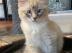 Gizmo - Balinese Kitten For Sale - Branson, MO, US