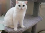 S U S H I - Scottish Straight Cat For Sale - 