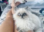 blue - Persian Kitten For Sale - 