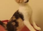 Sweet Calico  Girl - American Shorthair Kitten For Adoption - Dunn, NC, US