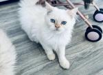 tom - Himalayan Kitten For Sale - 