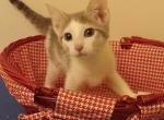 Pretty  Little Girl - American Shorthair Kitten For Adoption - Dunn, NC, US