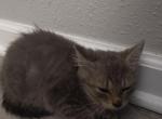 Pandora - Domestic Kitten For Sale - Anderson, IN, US