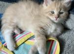 Mickey - Siberian Kitten For Sale - 