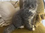 Baby Sebastian - Scottish Fold Kitten For Sale - Levittown, PA, US