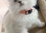 Olaf - Siberian Kitten For Sale - 