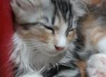 Amber - Maine Coon Kitten For Sale - Springfield, VA, US