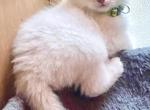 Little Marshmallow - Siberian Kitten For Sale - VA, US