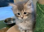 Ollie - Siberian Kitten For Sale - VA, US