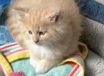 Marty - Siberian Kitten For Sale - VA, US