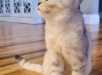 Glitch - Scottish Straight Kitten For Sale - 