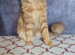 Nikki - Maine Coon Kitten For Sale - 