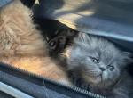 Blue navy - Himalayan Kitten For Sale - Germantown, MD, US