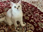 British Short Hair white and gold - British Shorthair Kitten For Sale - 