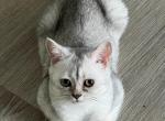 White and gray shaded ns11 - British Shorthair Kitten For Sale - 