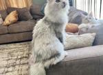 Xena - Maine Coon Cat For Sale - La Porte, IN, US