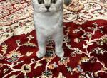 Bitish Short Hair  Silver - British Shorthair Kitten For Sale - Houston, TX, US