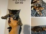 Toygers Lilly litter - Toyger Kitten For Sale - Georgetown, TX, US