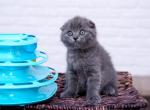 Litter C - Scottish Fold Kitten For Sale - Chicago, IL, US