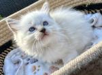 Ragdoll Blue Mitted Boy - Ragdoll Kitten For Sale - 