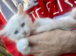 Ragdoll Cream Point Boy - Ragdoll Kitten For Sale - 