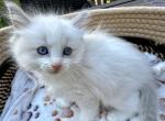 Ragdoll Blue Bicolor Girl - Ragdoll Kitten For Sale - 