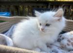 RESERVED Blue Cream Bicolor Ragdoll - Ragdoll Kitten For Sale - Marlborough, MA, US