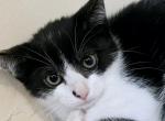 Bueatiful kitten - Domestic Kitten For Sale - Westfield, MA, US