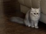 Persian baby - Persian Kitten For Sale - Virginia Beach, VA, US