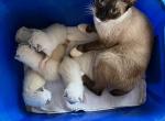 Bandit litter Oct 24 - Siamese Kitten For Sale - Bryan, TX, US