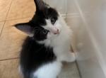 Tux two - Maine Coon Kitten For Sale - Waterford, ME, US