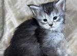 Tierra - Maine Coon Kitten For Sale - 