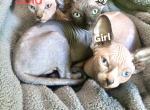 Sphynx - Sphynx Kitten For Sale - New Port Richey, FL, US