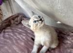 Female Lynx Point Siamese - Siamese Kitten For Sale - Oregon City, OR, US