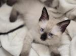 Snickers - Balinese Kitten For Sale - 