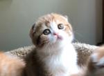 Paprika - Scottish Fold Kitten For Sale - Plymouth, MA, US