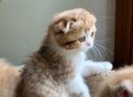 Paprika - Scottish Fold Kitten For Sale - Plymouth, MA, US