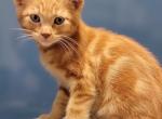 Frank - Domestic Kitten For Sale - 