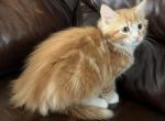 Cupper - Domestic Kitten For Sale - Vancouver, WA, US