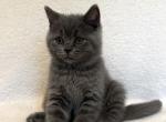 Flinn - British Shorthair Kitten For Sale - 